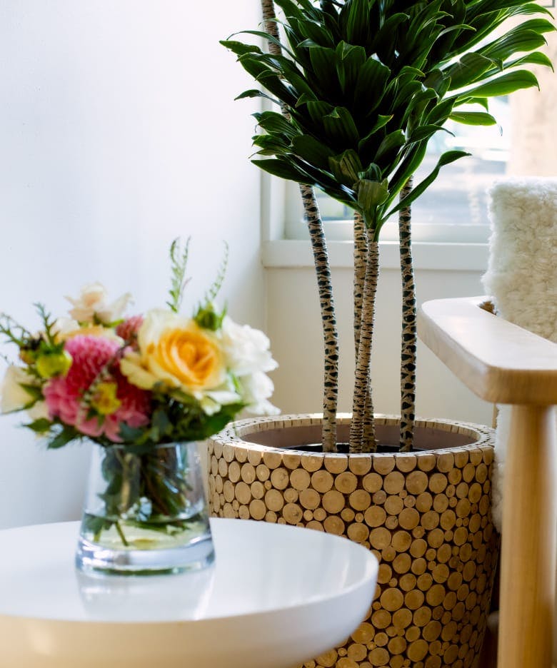 flowers and a plant