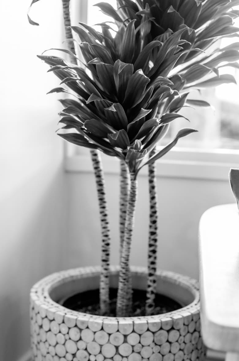 greyscale of a potted plant with a tall plant in it