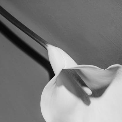 Close-up of a flower in black and white