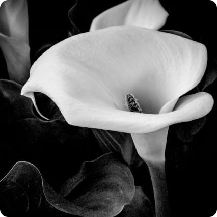 Black and white image of a calla lily