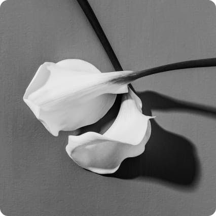 Close-up of a flower