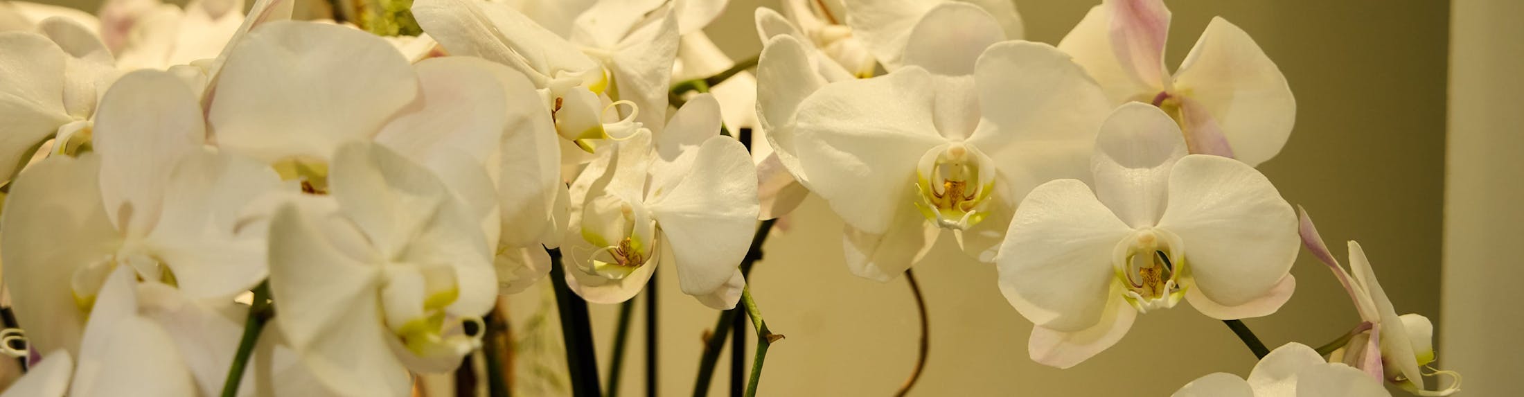 White Orchids