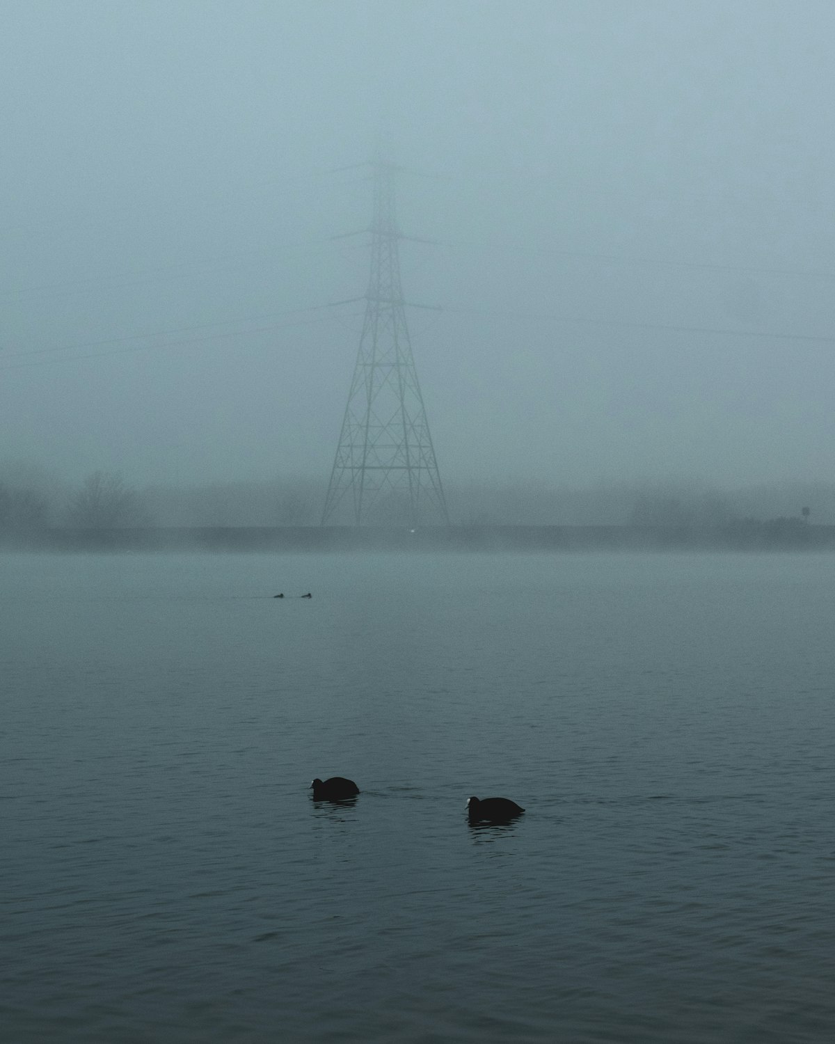 TLTY - NESO - Fog