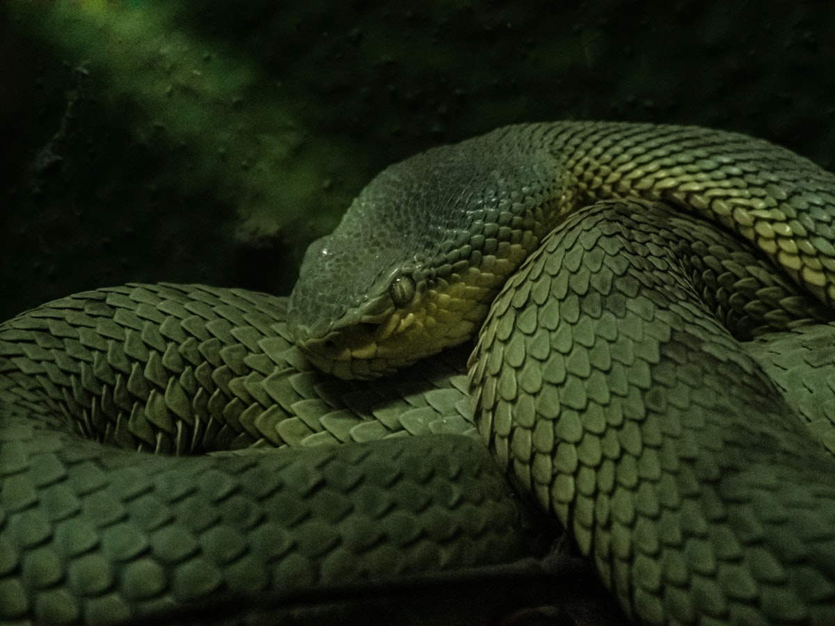TLTY - NCA - Viper 1