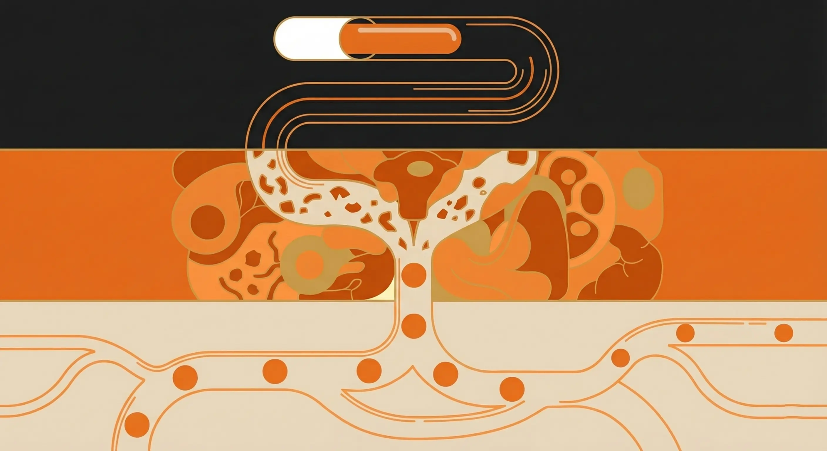 A flat vector diagram illustrating the concept of bioavailability for a glossary page. It shows an orange capsule releasing active ingredients, which are then partially filtered through a central organ-like structure representing the digestive system and metabolism. The remaining particles enter the lower network of vessels, symbolising the bloodstream and systemic circulation, where they are distributed throughout the body. This visualises the proportion of an orally administered substance that enters the circulation unchanged.