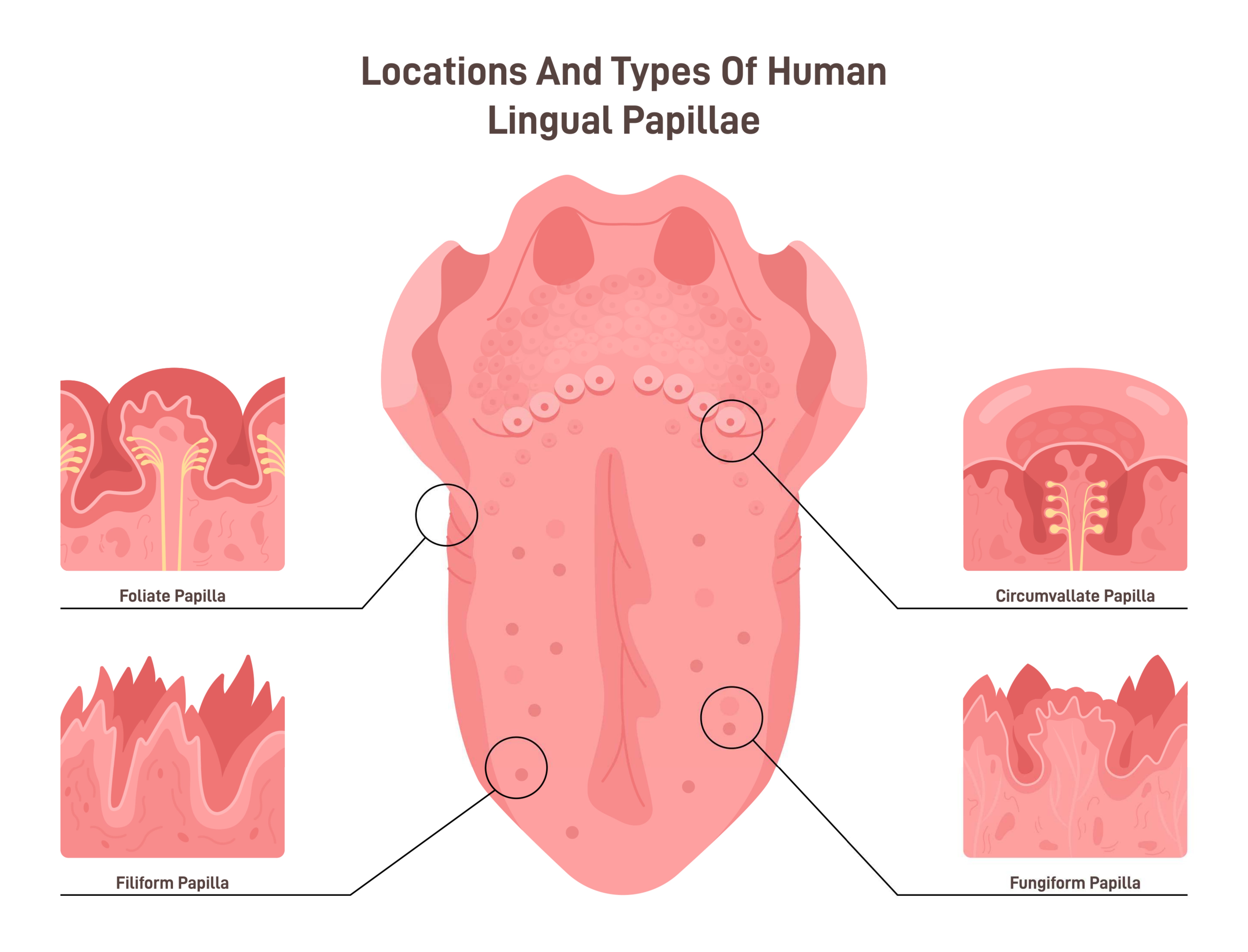 A detailed diagram illustrating the locations and types of human lingual papillae on the tongue, visually explaining the uneven surface structure where bacteria and debris can accumulate, necessitating the use of a tongue scraper.