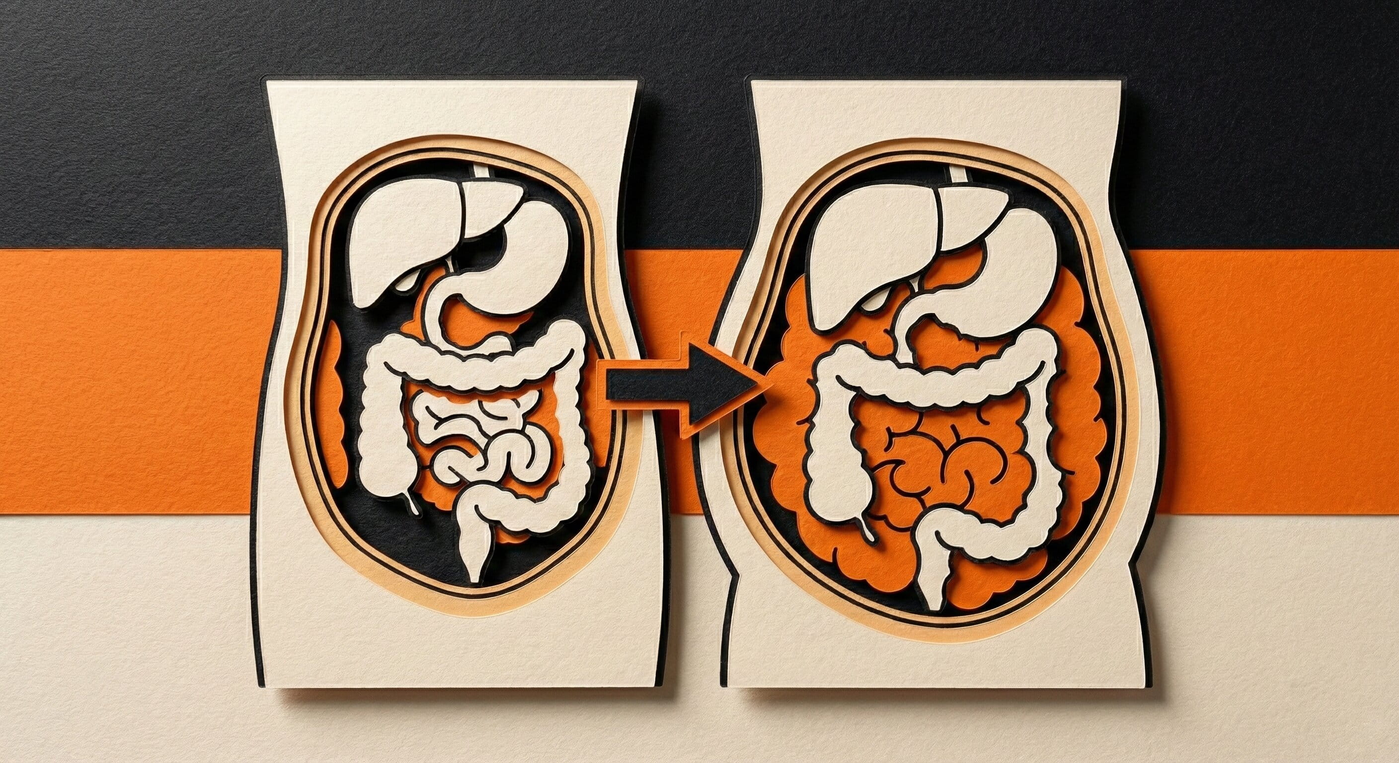 A conceptual paper-cut illustration comparing two abdominal cross-sections: one showing healthy organ spacing and the other depicting significant visceral fat accumulation around the liver and intestines, visually explaining the health risks of hidden belly fat.
