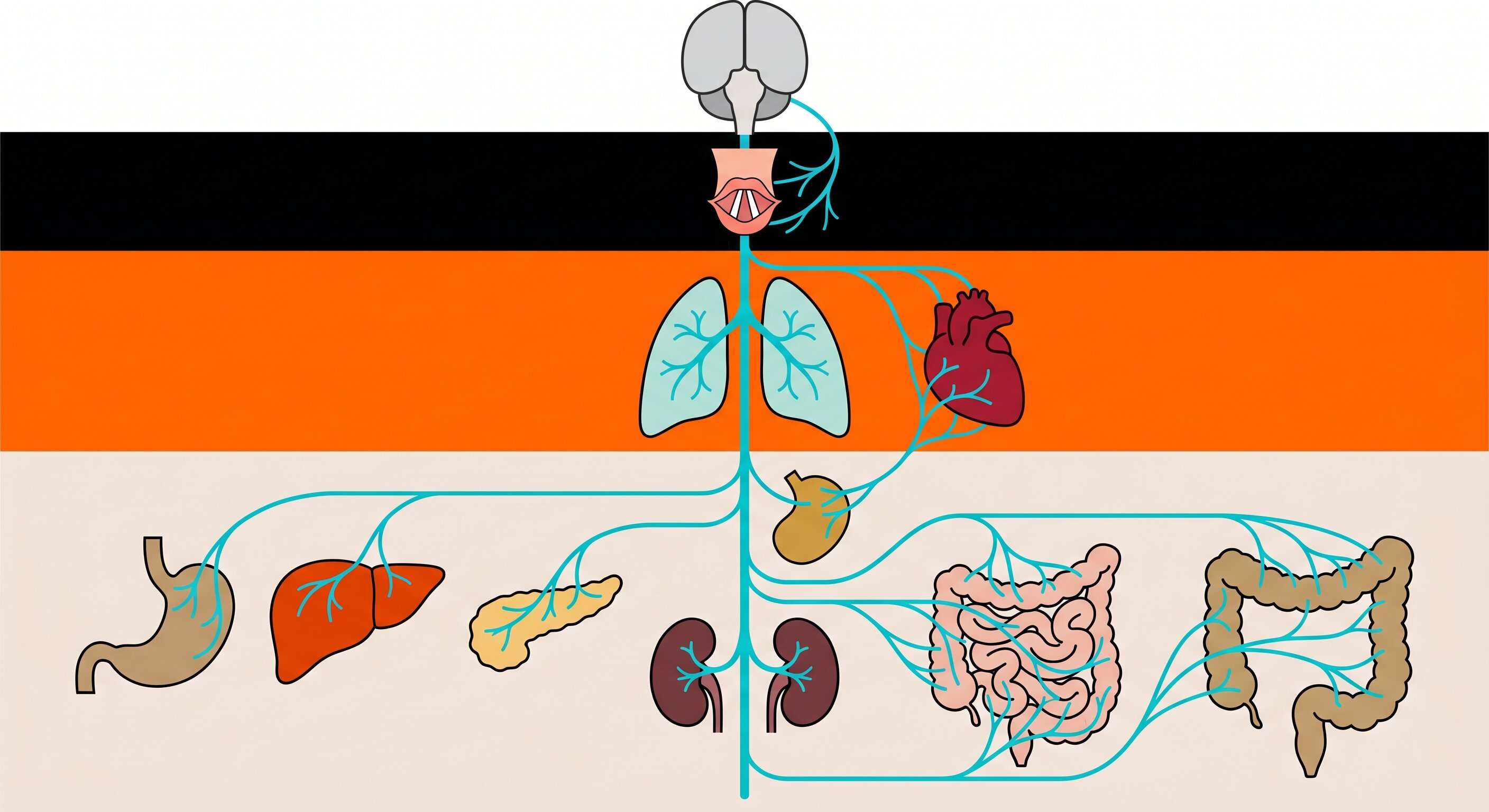A diagram showing how your vagus nerve connects your brain to vital organs like your heart, lungs, and gut.
