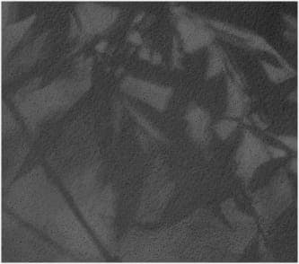 Salivary Gland Background