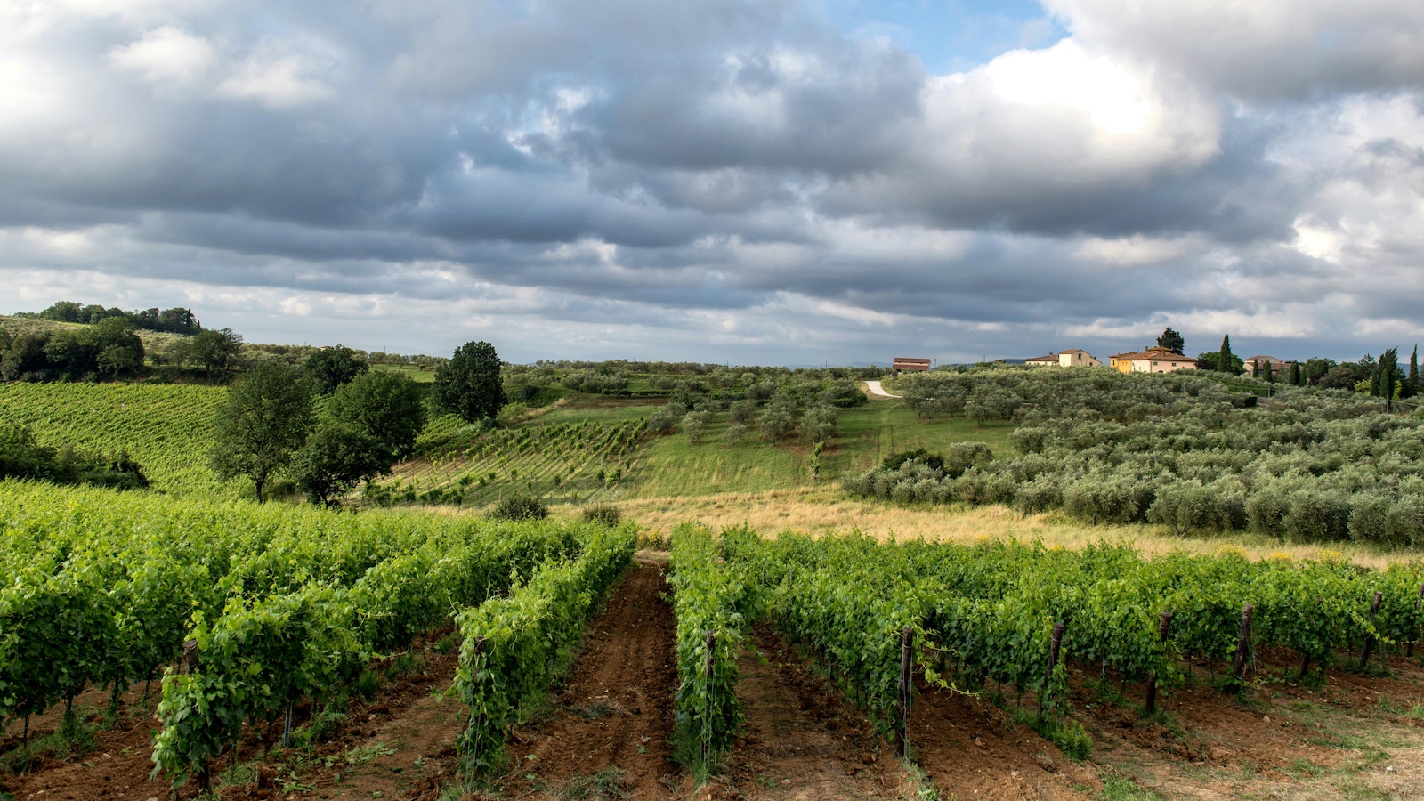 Toskanische Weinberge, Herkunftsgebiet der Toscana IGT Weine und Supertuscan