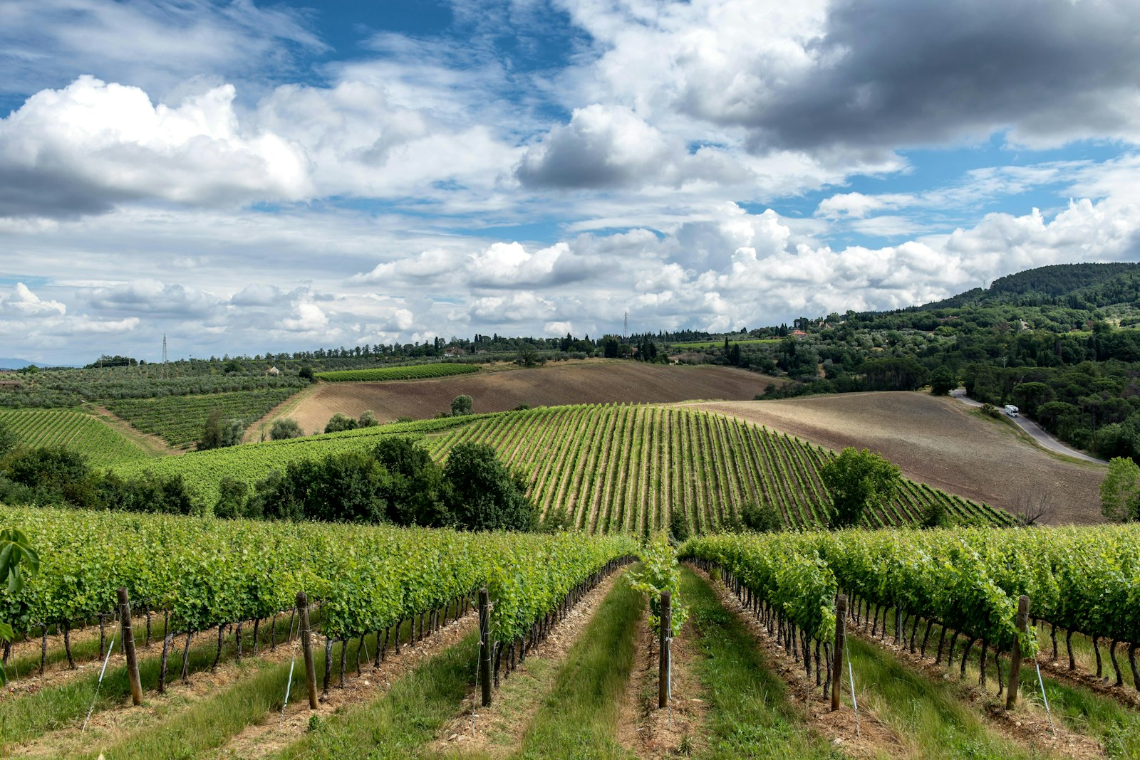 Weinlandschaft der Toskana mit Weinbergen zwischen Hügeln und Küstenregionen
