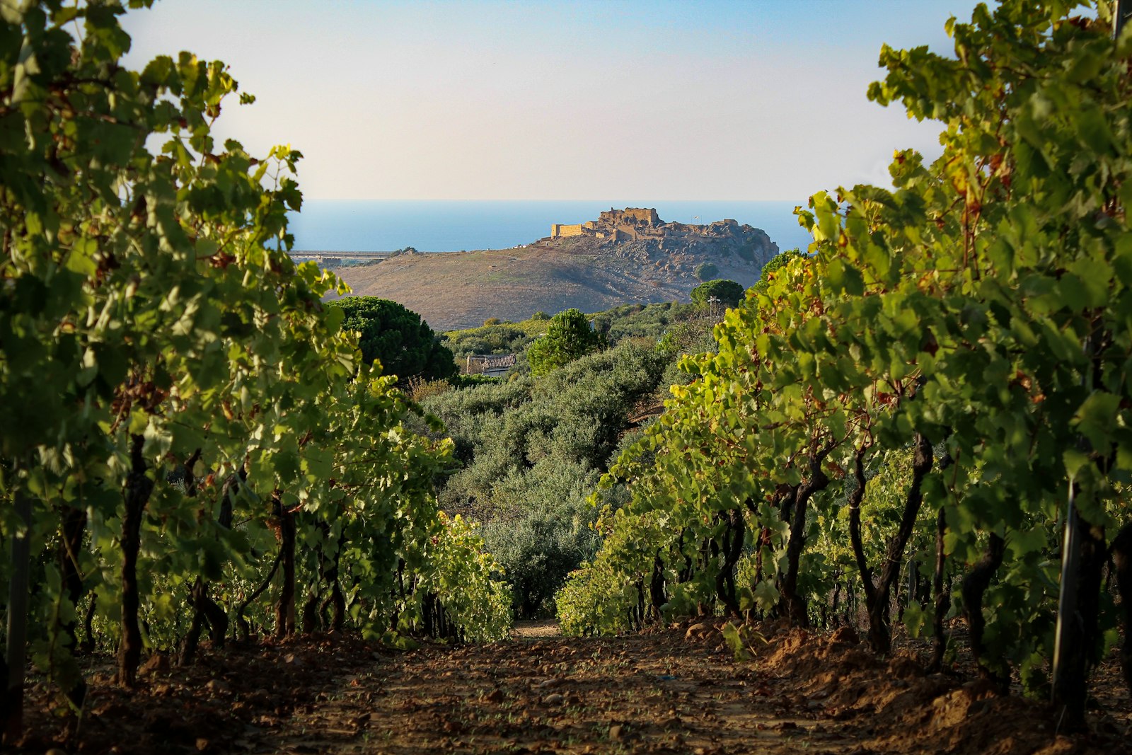 Sicilian vineyards overlooking the sea and Mediterranean landscape
