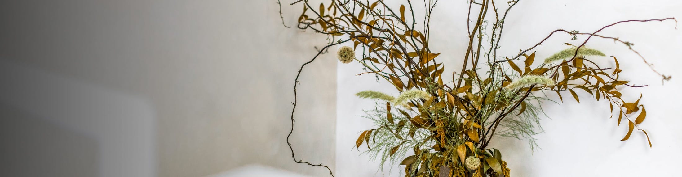 Plant in a vase