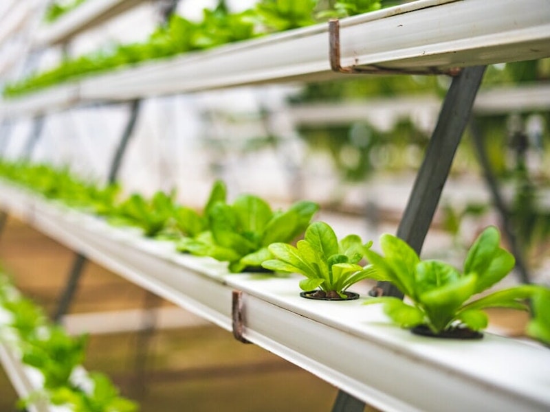 Urban farm inspiration