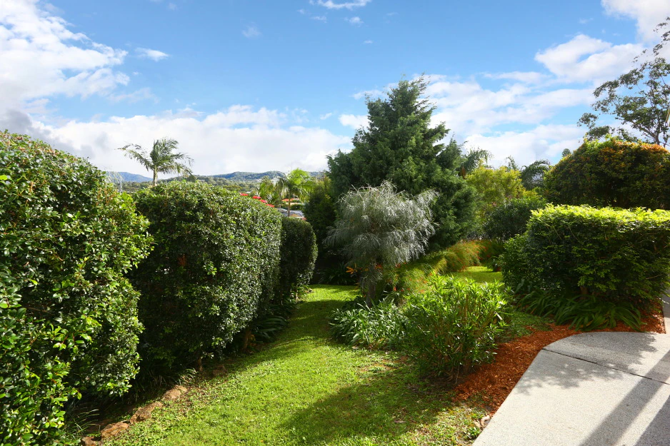 vegetation