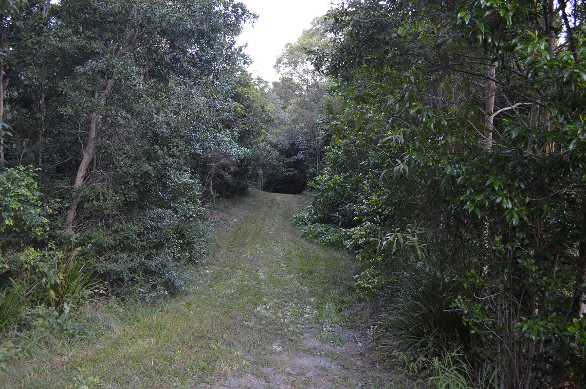 vegetation