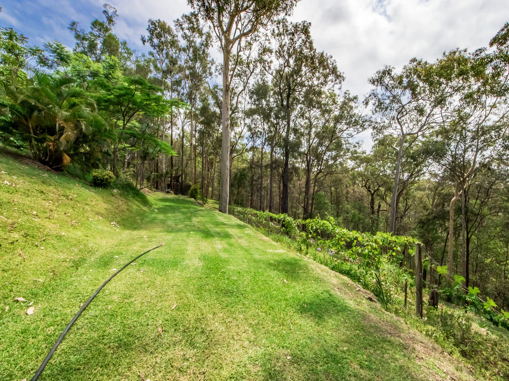 vegetation