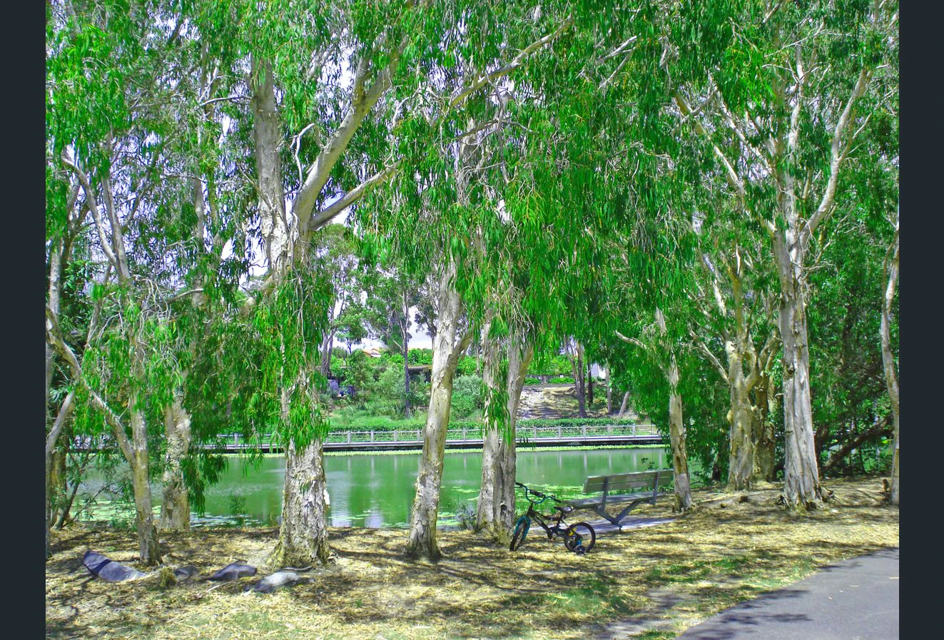 plant