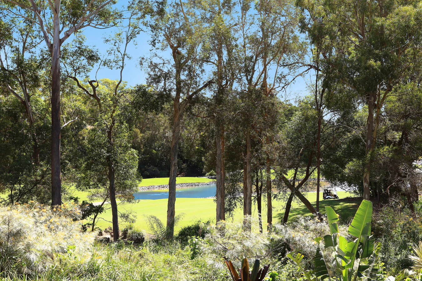 vegetation