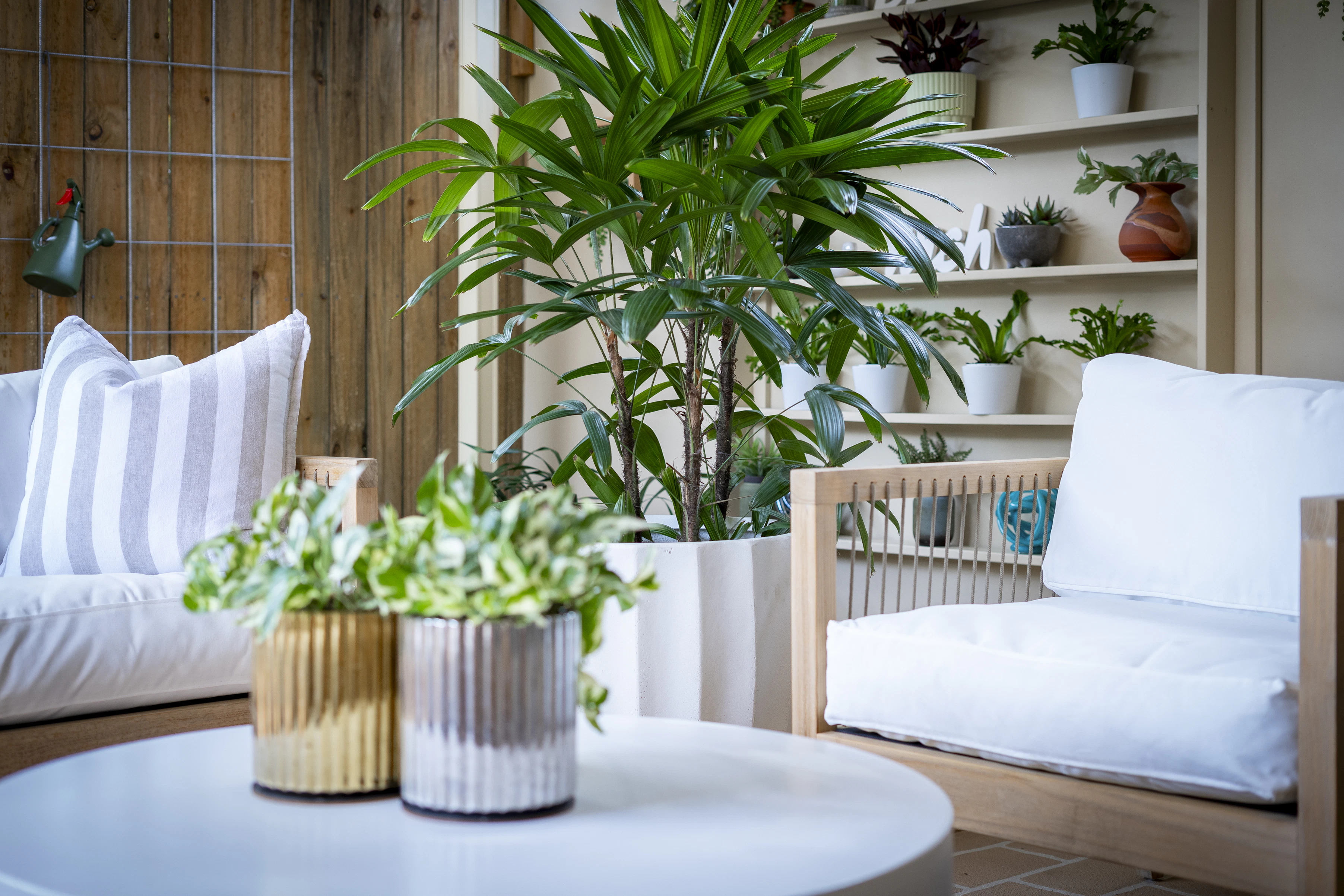 plant