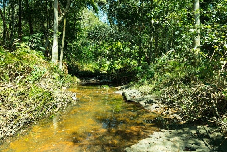 vegetation