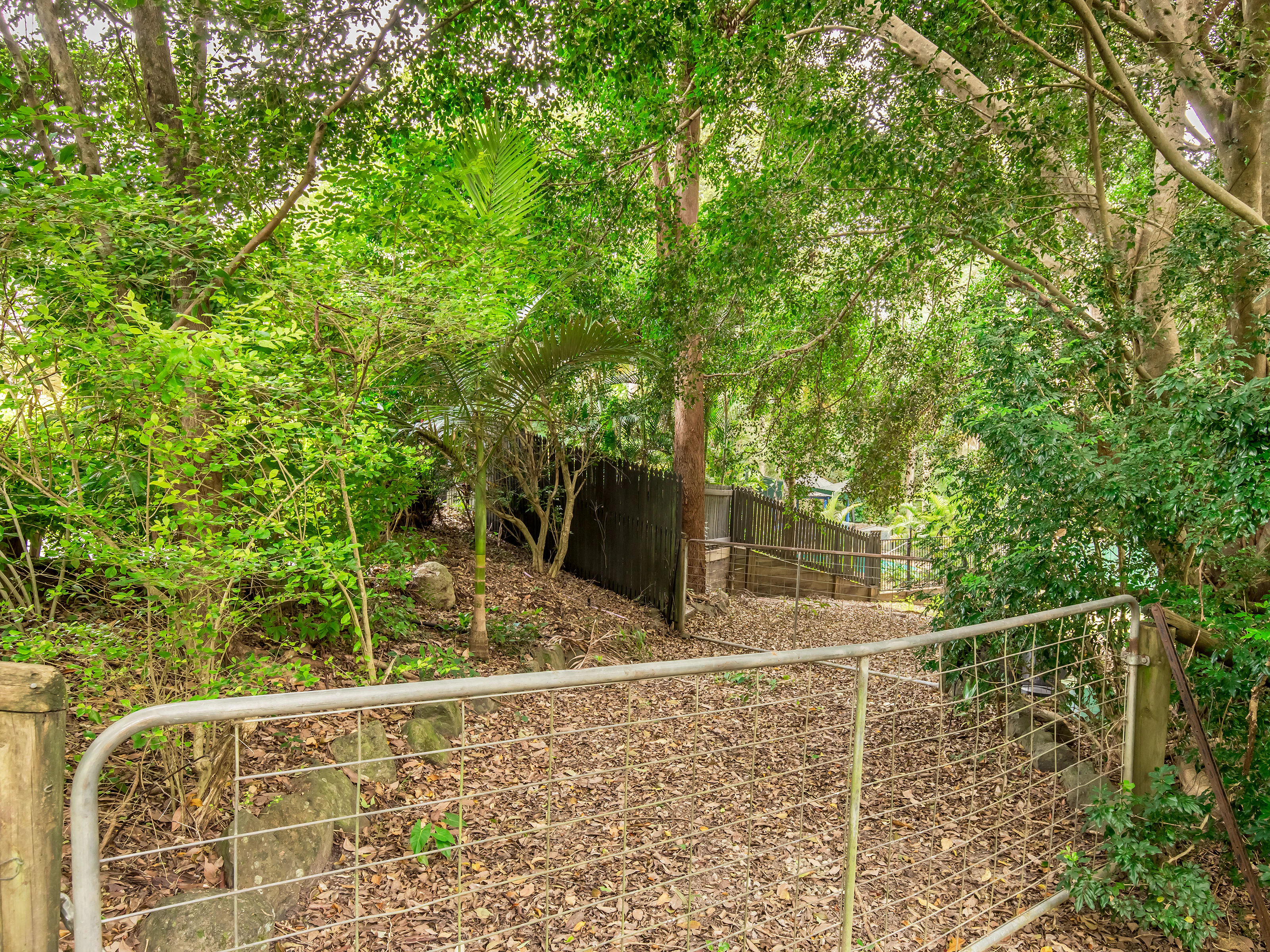 vegetation
