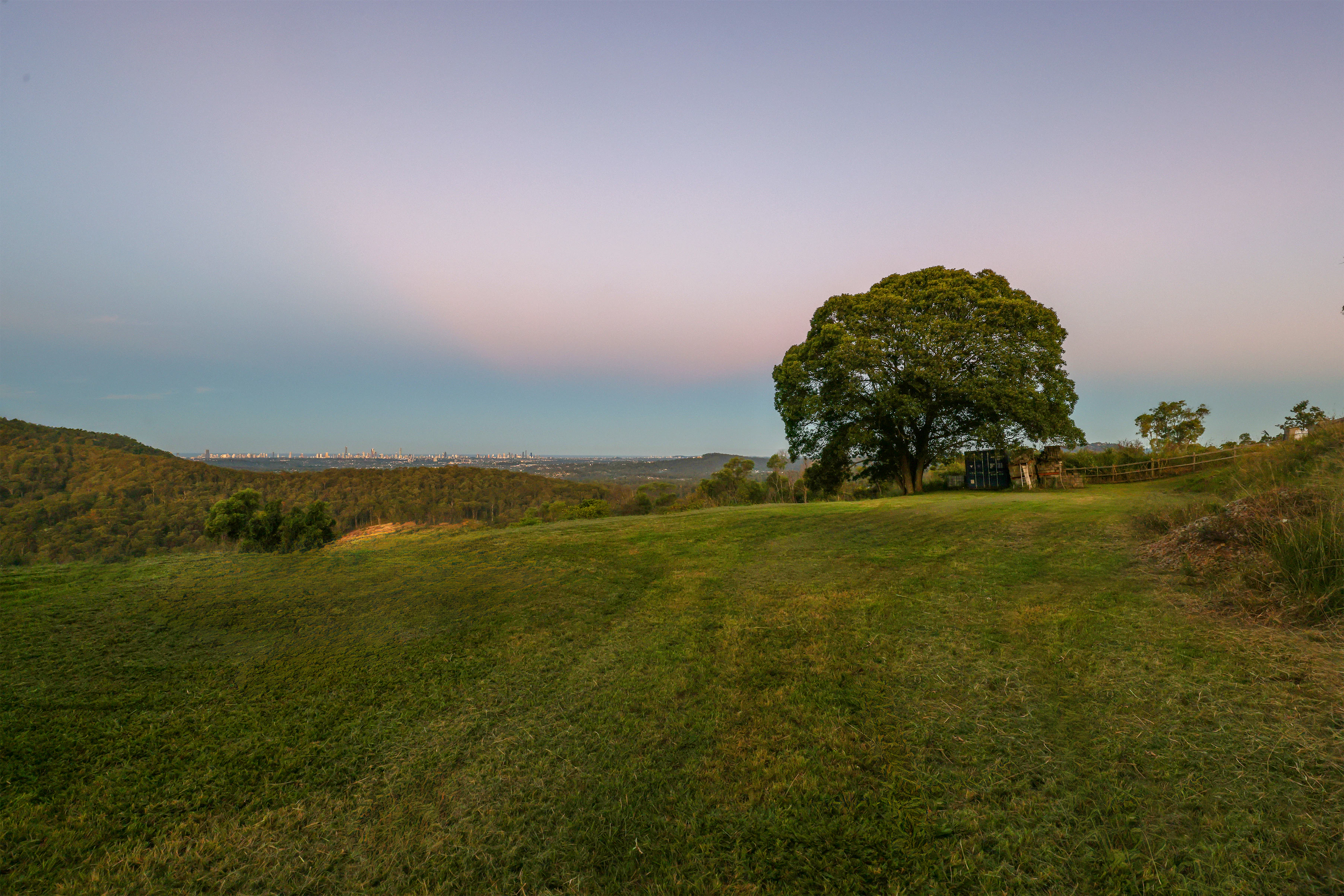 tree