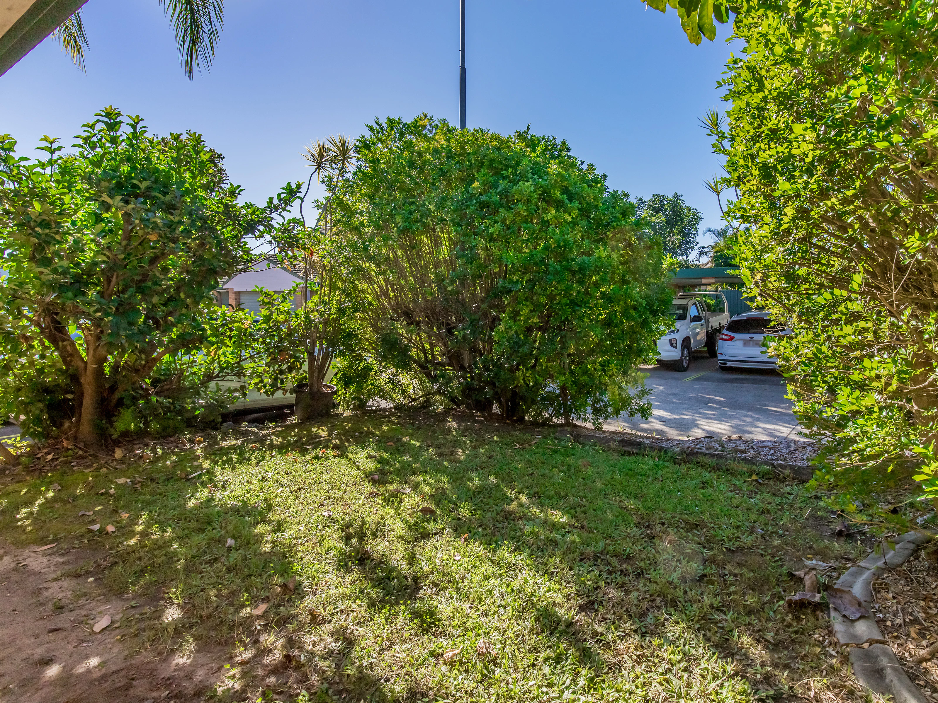 vegetation