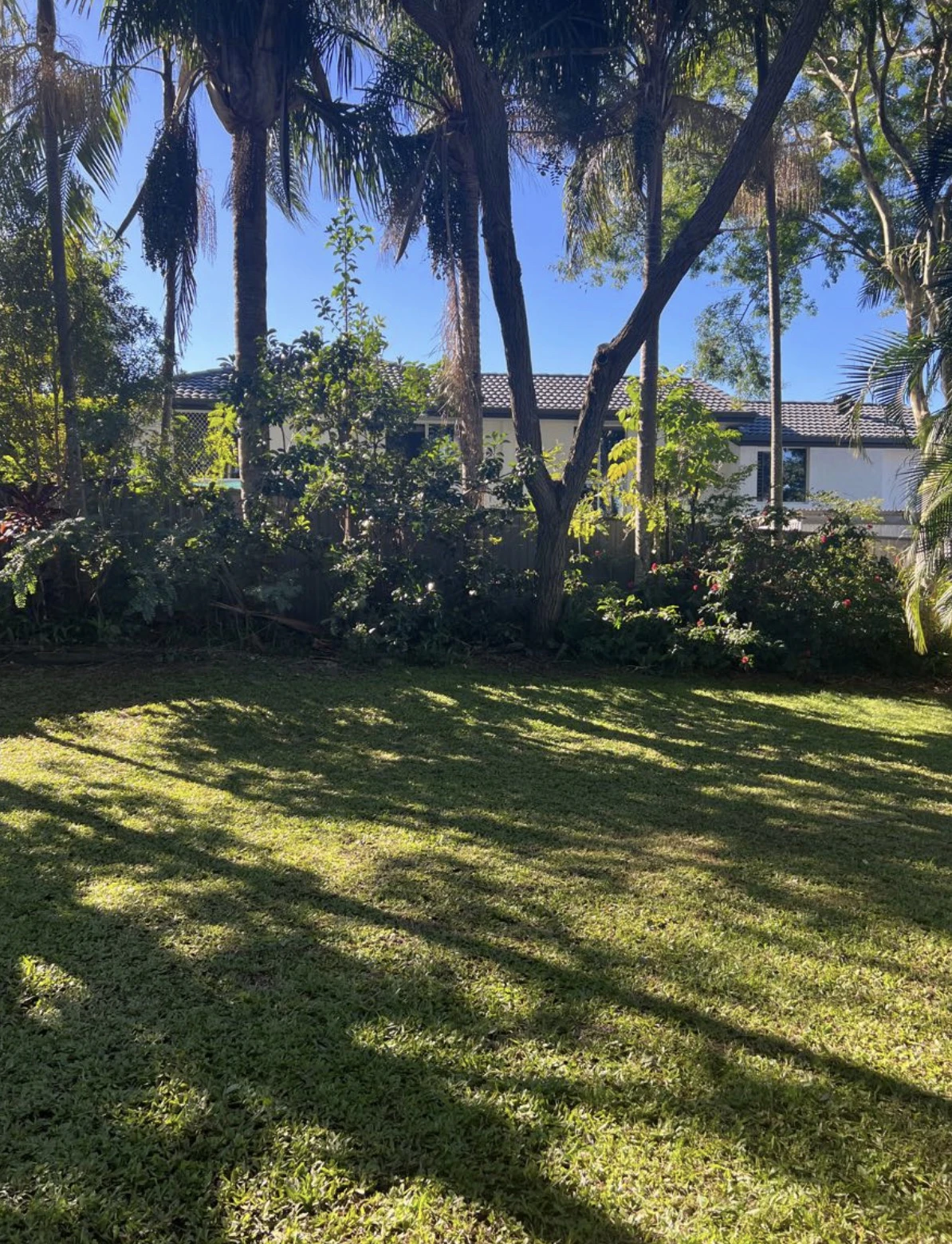 grass