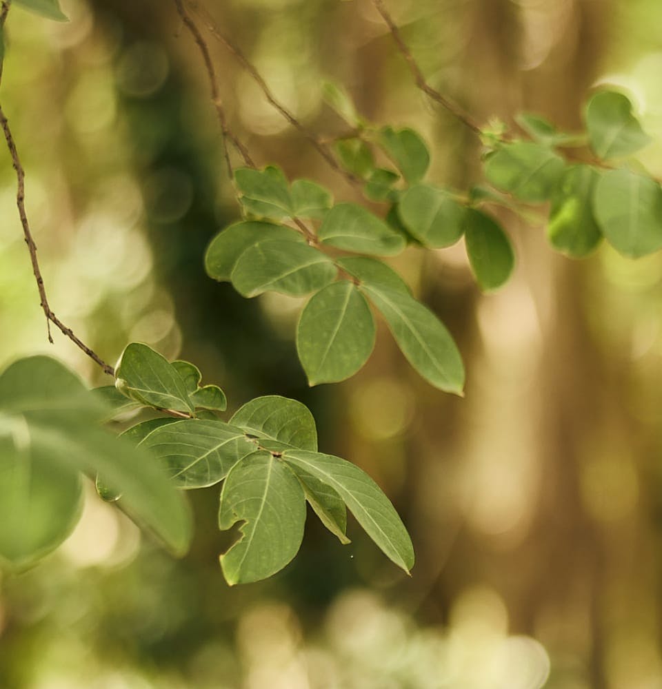 close up on leaves on a tree