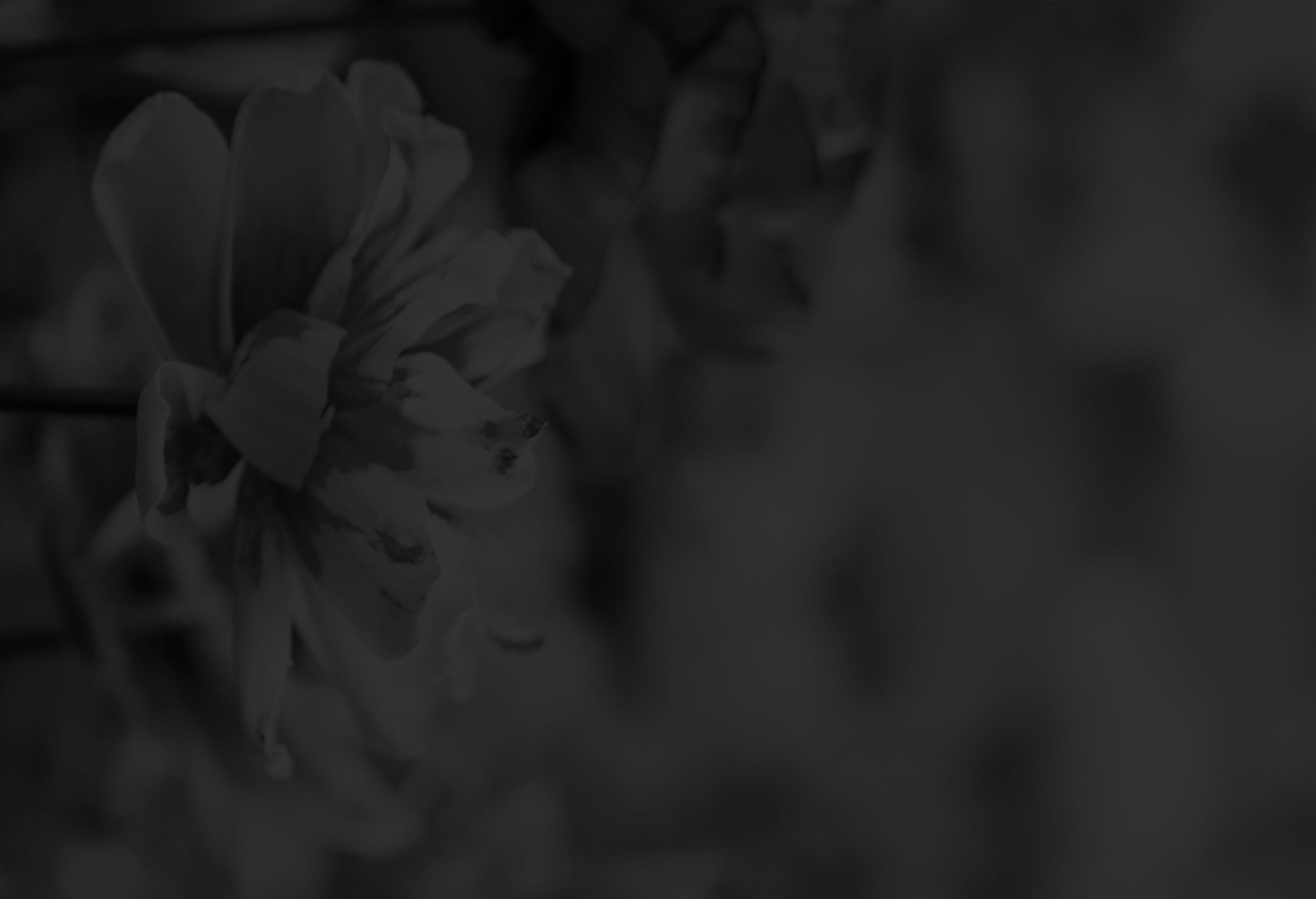 Banner media