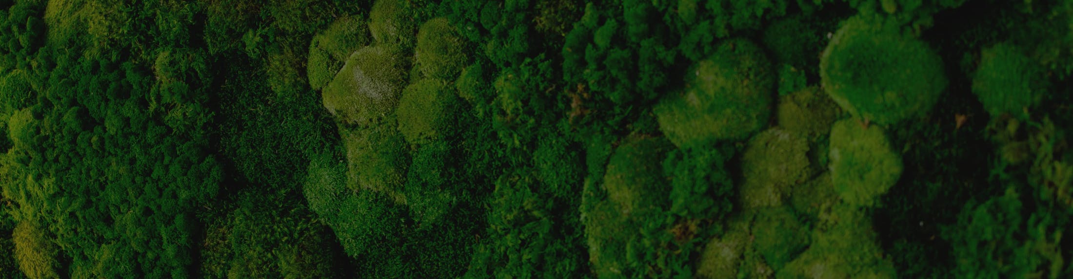 trees