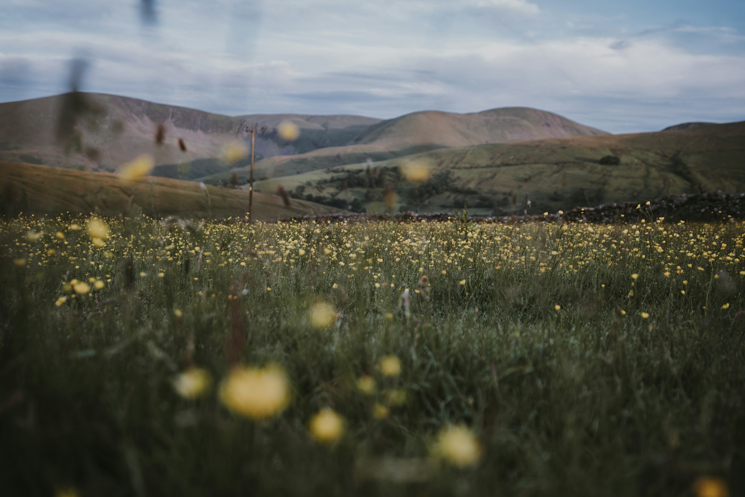 Meadow