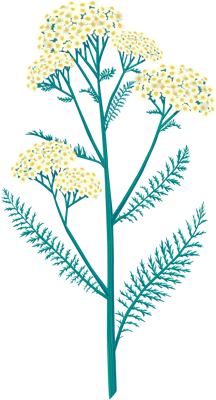 Yarrow