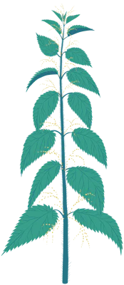 Nettle