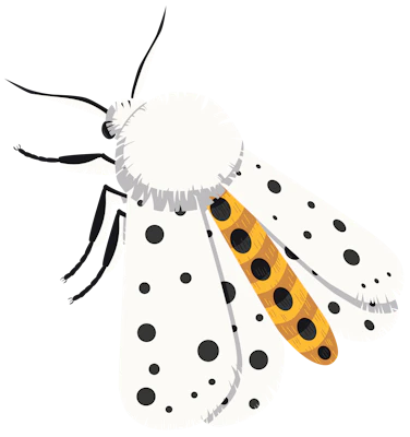 Ermine Moth