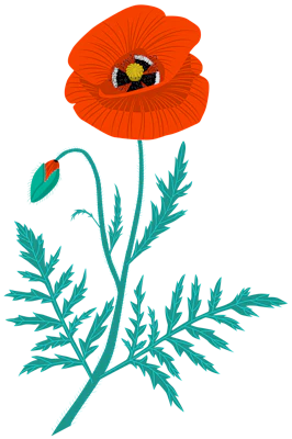 Wild Poppy