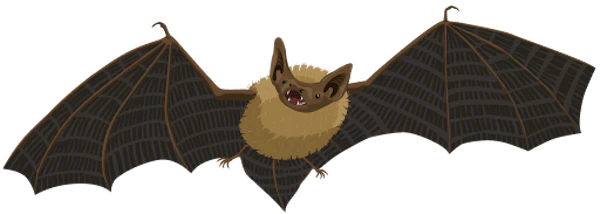Pipistrelle Bat