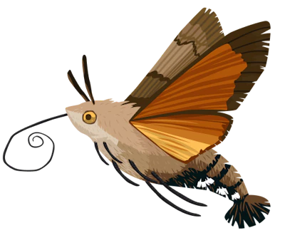 Hummingbird-Hawk-Moth