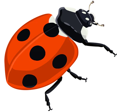 Ladybird
