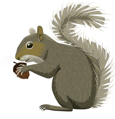 Grey Squirrel