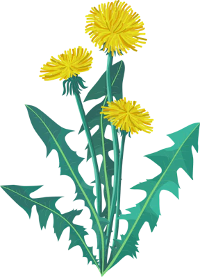 Dandelion