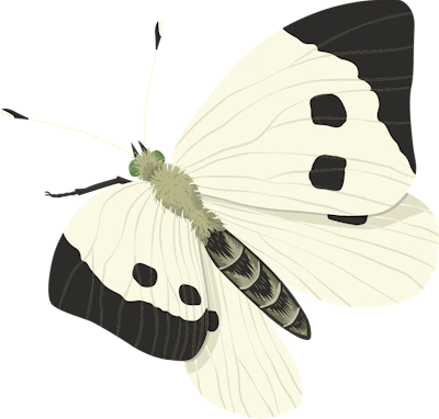 Cabbage White Butterfly