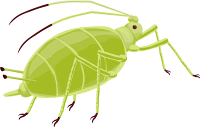 Aphid