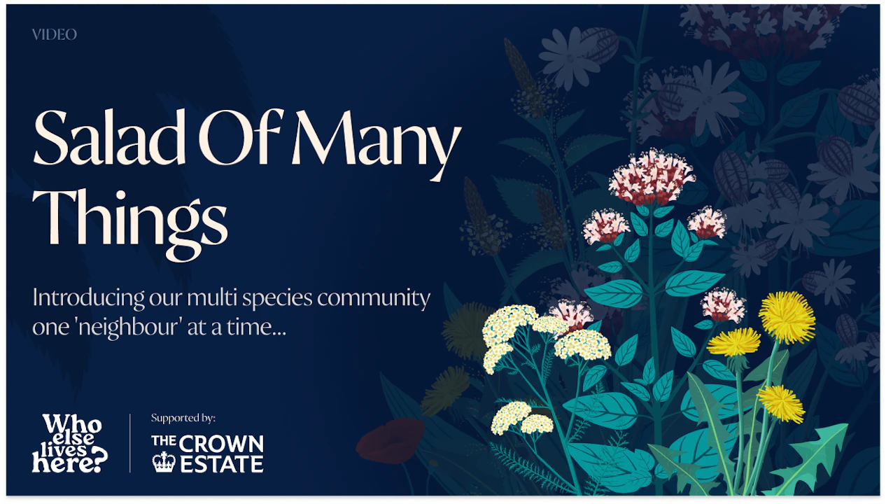 salad of many things video thumbnail