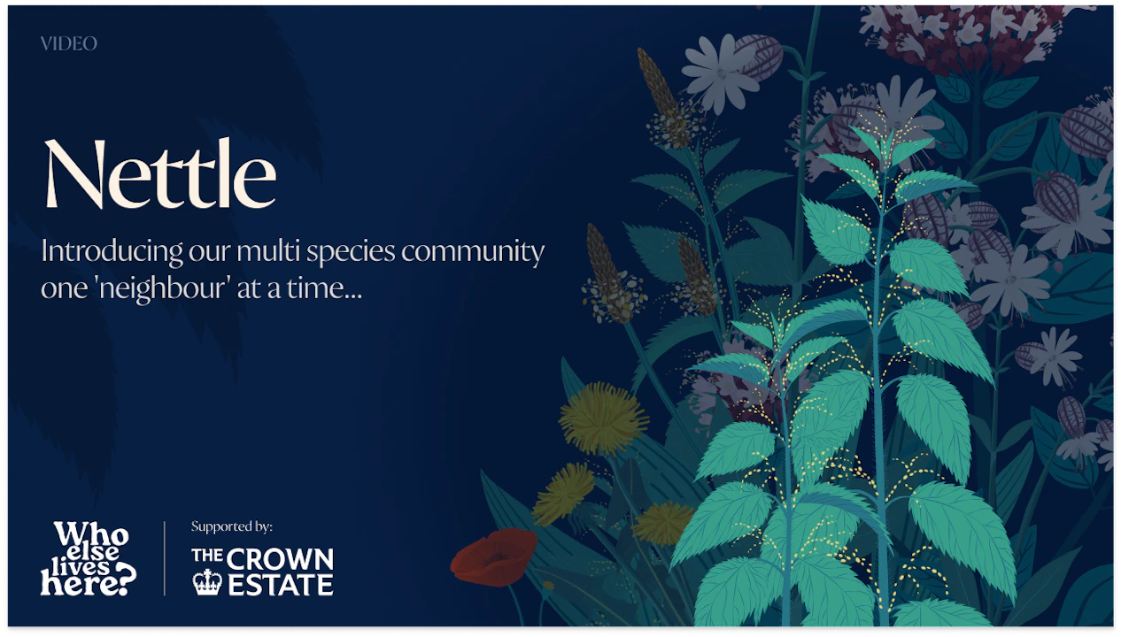 Nettle