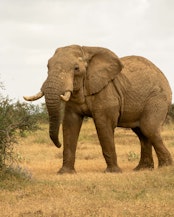 An adult elephant standing in a dry grassland, Kenya