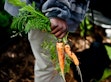 Hand holding two freshly harvested carrots