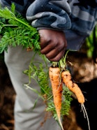 Hand holding two freshly harvested carrots