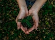 Hands holding dirt with a seedling of a tree